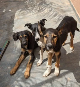 Three stay dogs - two looking into the camera quizzingly, one looks just offside. Shadows of palm trees can be seen around them.