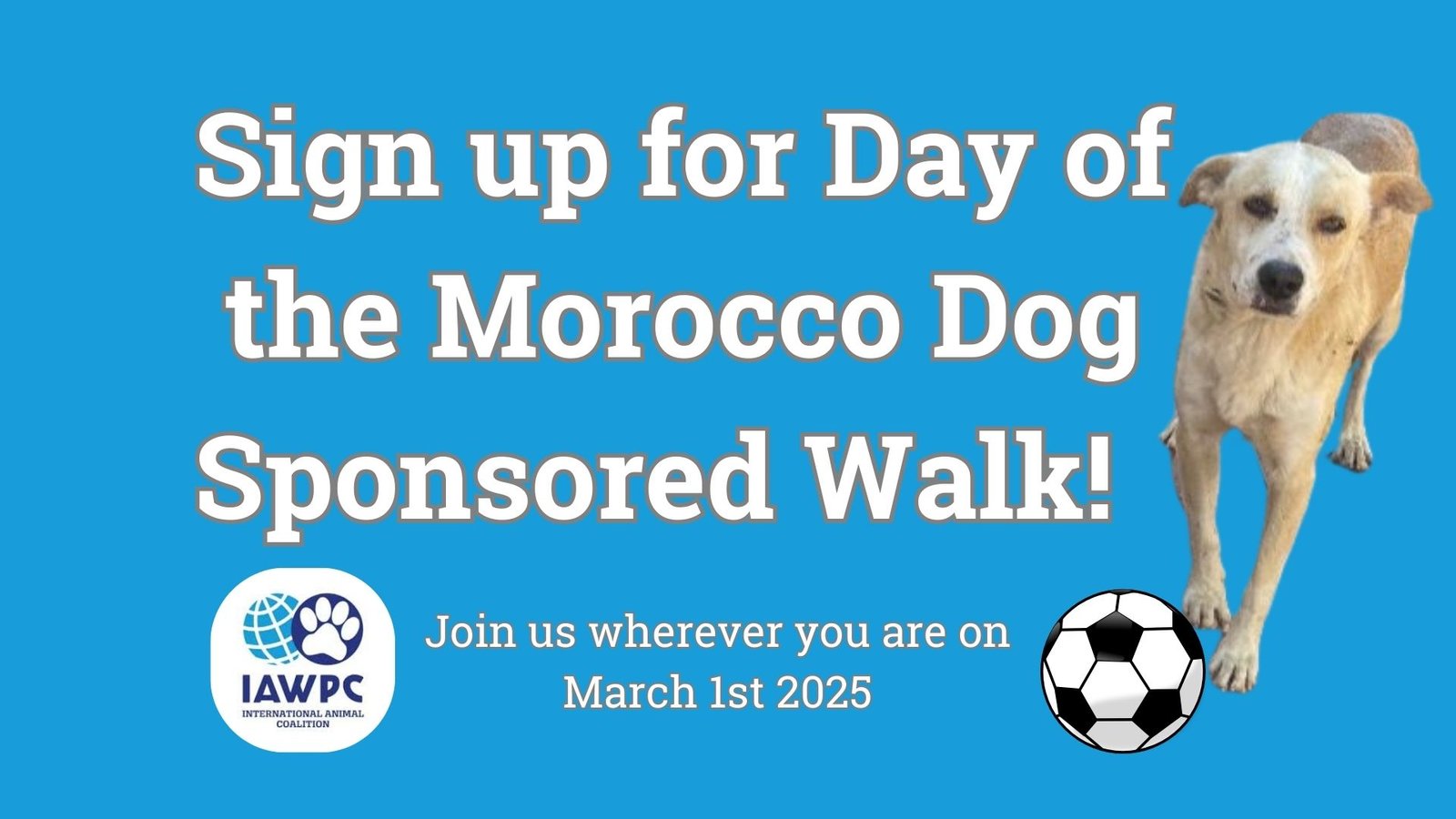 Sign up for Day of the Morocco Dog by emailing outreach@iawpc.org