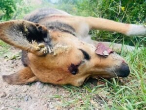 A dog which has been killed as part of the preparations for Morocco's World Cup 2030