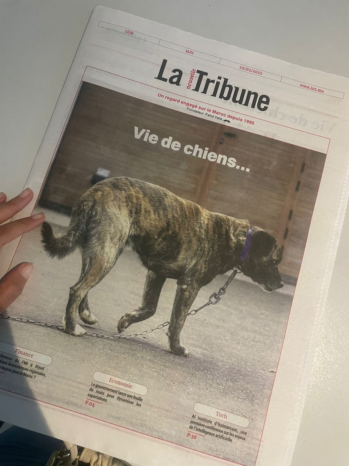 Inside Morocco there has been a number of recent developments, and media coverage for the campaign to stop the slaughter of street dogs.