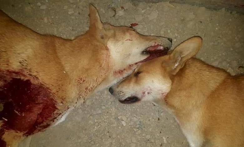 Killed dogs in Morocco