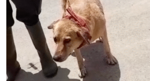 The woman believes her dog was targeted because of her animal activism
