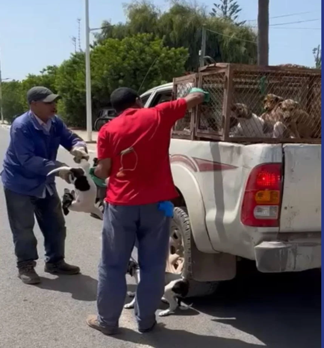 Dog catchers in Morocco