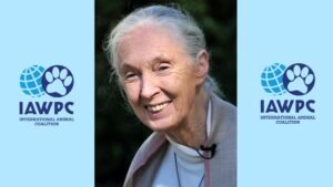 Jane Goodall